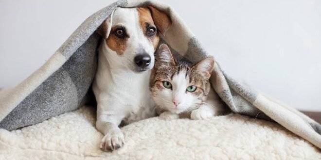 Veterinário Cães e Gatos