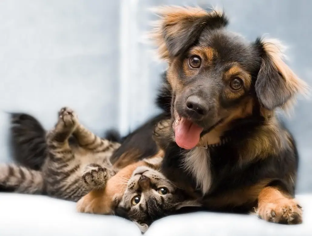 Castração Cães e Gatos Em SP
